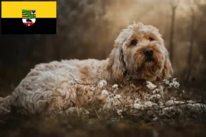 Read more about the article Otterhund breeders and puppies in Saxony-Anhalt