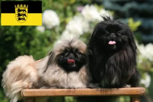 Read more about the article Pekingese breeders and puppies in Baden-Württemberg
