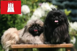 Read more about the article Pekingese breeders and puppies in Hamburg