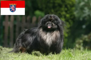 Read more about the article Pekingese breeders and puppies in Hessen