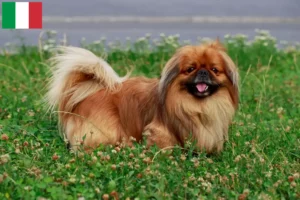 Read more about the article Pekingese breeders and puppies in Italy