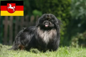 Read more about the article Pekingese breeders and puppies in Lower Saxony