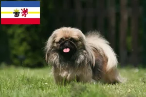 Read more about the article Pekingese breeders and puppies in Mecklenburg-Vorpommern
