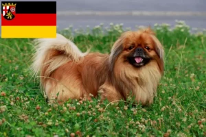 Read more about the article Pekingese breeders and puppies in Rhineland-Palatinate