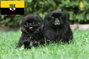 Read more about the article Pekingese breeders and puppies in Saxony-Anhalt