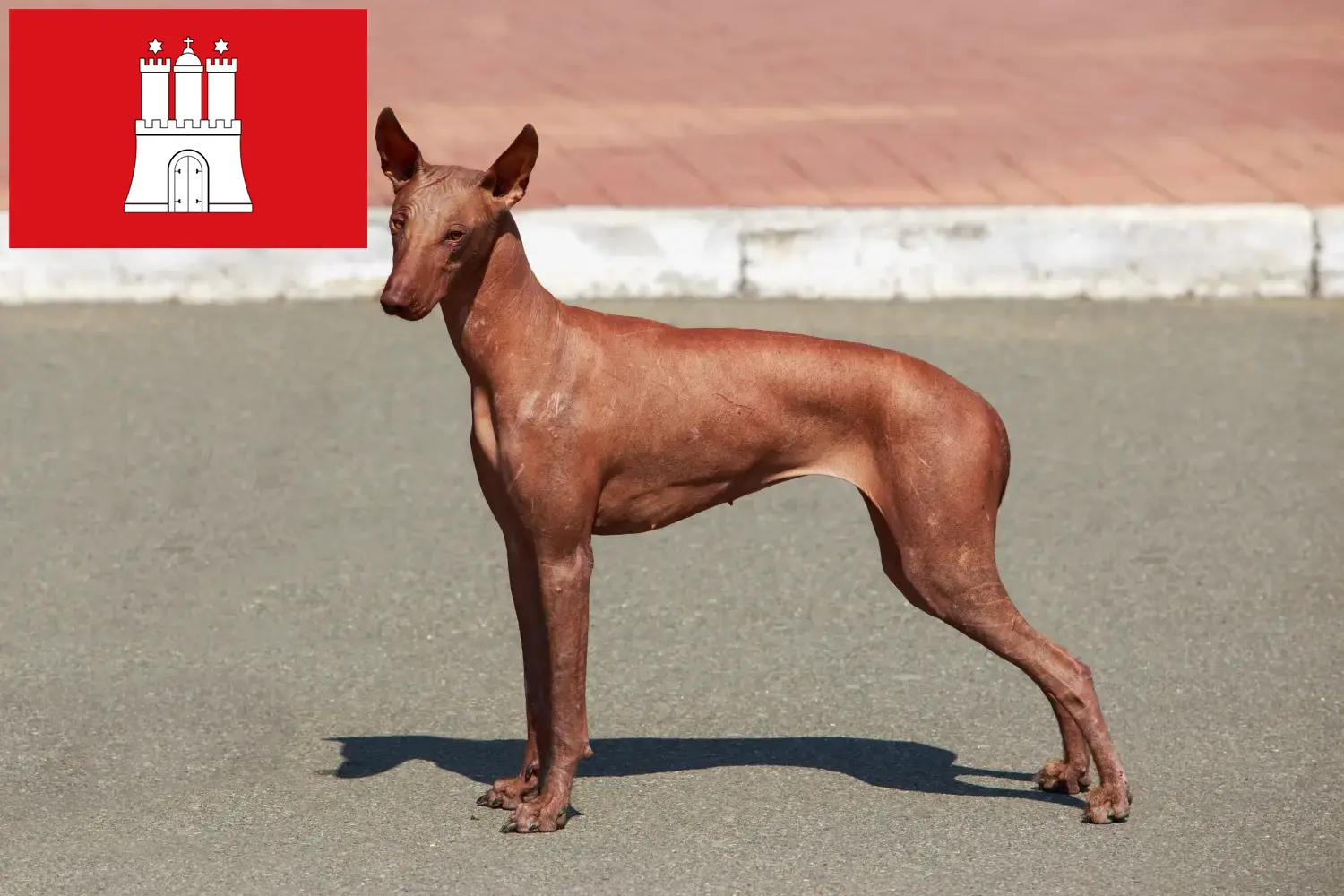 Peruvian Hairless Dog Puppies and Breeder Hamburg Find Peruvian Hairless Dog breeders in Hamburg here.