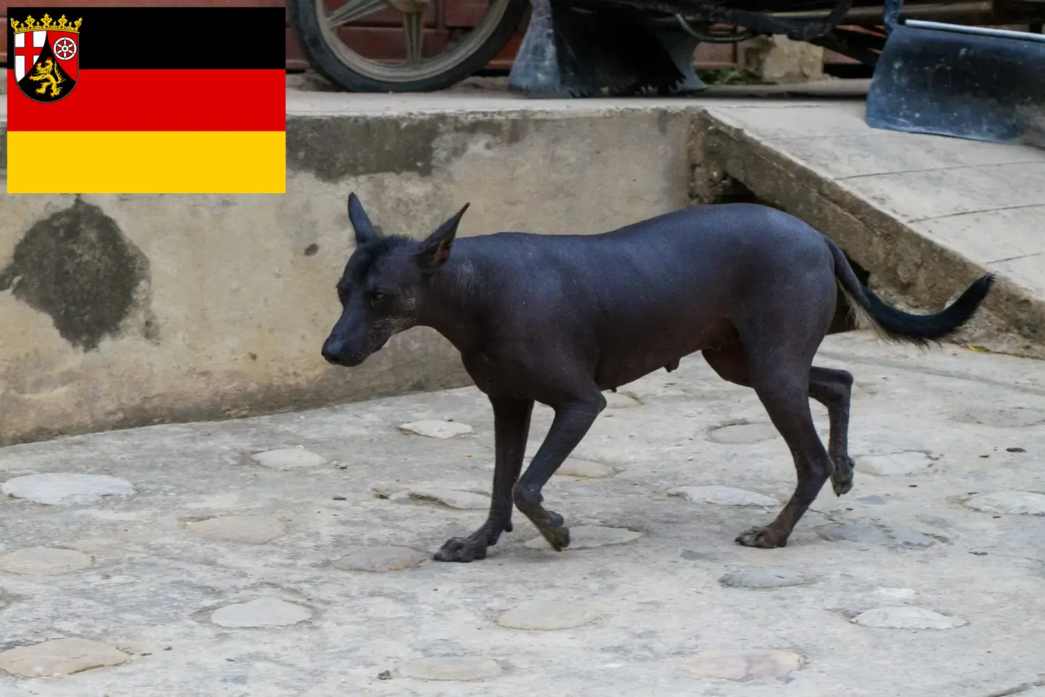 Peruvian Hairless Dog Puppies and Breeder Rhineland-Palatinate Here you can find Peruvian Hairless Dog breeders in Rhineland-Palatinate.