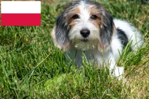 Read more about the article Petit Basset Griffon Vendéen breeders and puppies in Poland