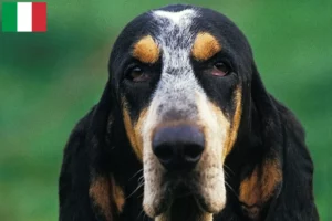 Read more about the article Petit Bleu de Gascogne breeders and puppies in Italy