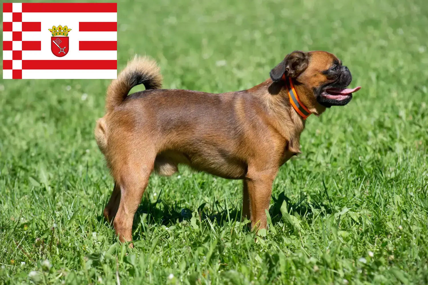Petit Brabançon puppies and breeders Bremen Here you will find Petit Brabançons breeders in Bremen.