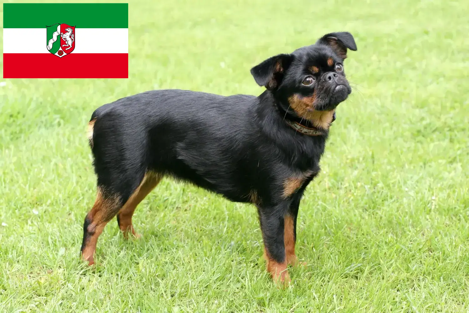 Petit Brabançon puppies and breeders North Rhine-Westphalia Here you can find Petit Brabançons breeders in North Rhine-Westphalia.
