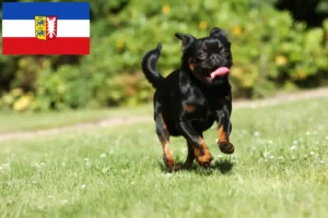 Read more about the article Petit Brabançon breeders and puppies in Schleswig-Holstein
