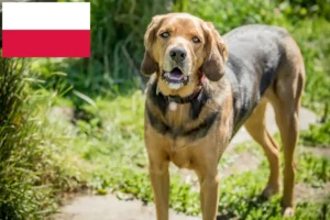 Read more about the article Polish Bracke breeders and puppies in Poland