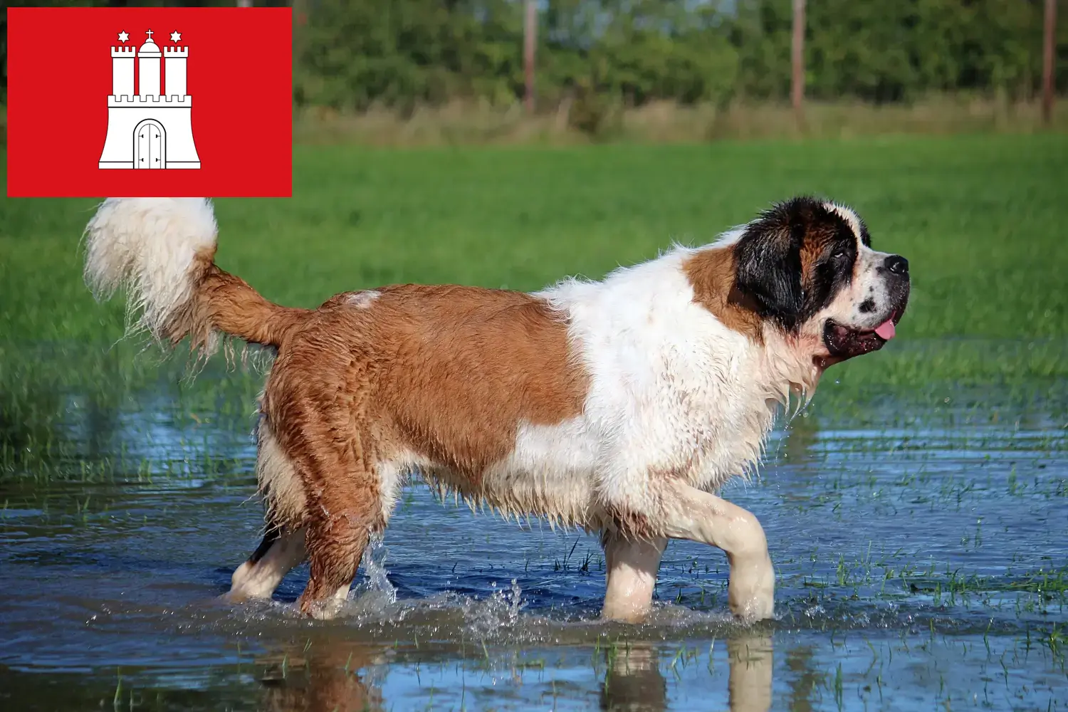 Saint Bernard puppies and breeders Hamburg Here you can find Saint Bernard breeders in Hamburg.