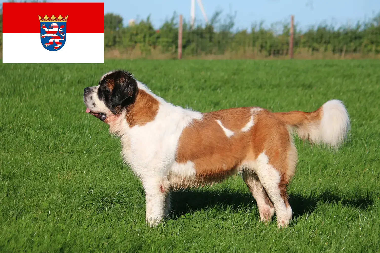 Saint Bernard puppies and breeders Hesse Here you can find Saint Bernard breeders in Hessen.