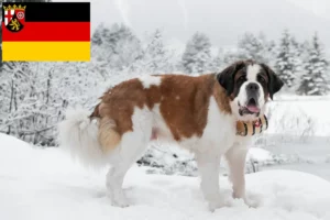 Read more about the article Saint Bernard breeders and puppies in Rhineland-Palatinate