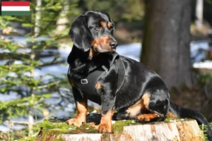 Read more about the article Alpine Dachsbracke breeders and puppies in Hungary