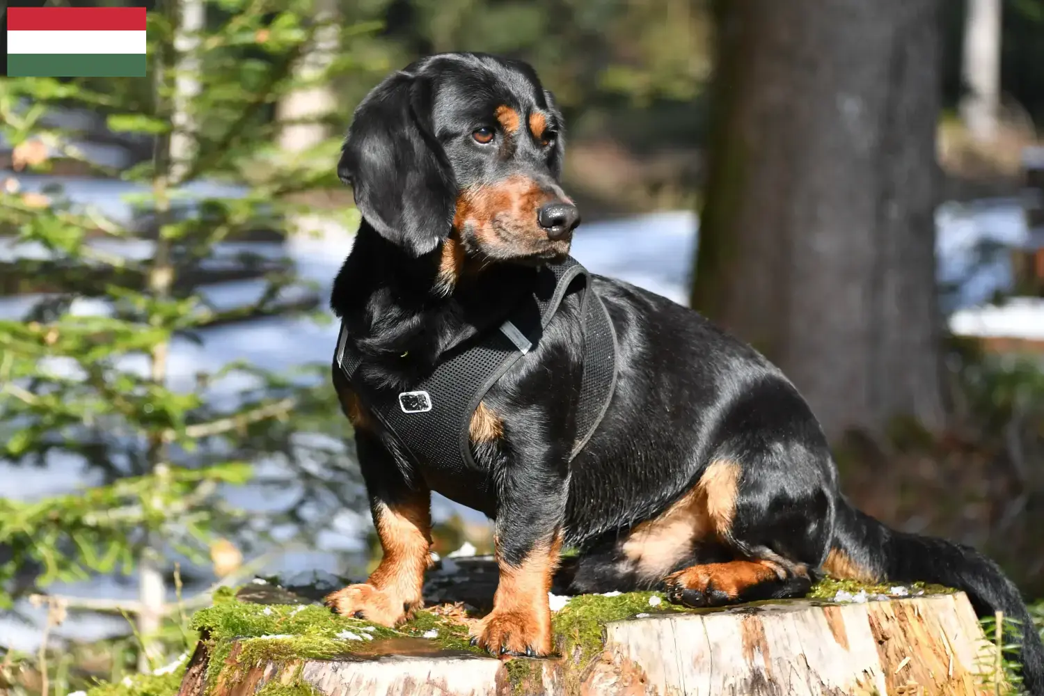 Alpine Dachsbracke puppies and breeders Hungary Here you can find Alpine Dachsbracken breeders in Hungary.