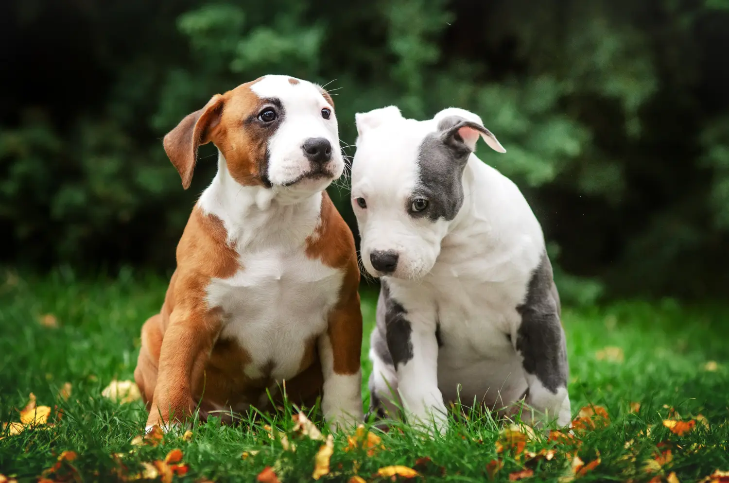 Buying an American Staffordshire Terrier puppy means taking responsibility! Buy American Staffordshire Terrier puppies.