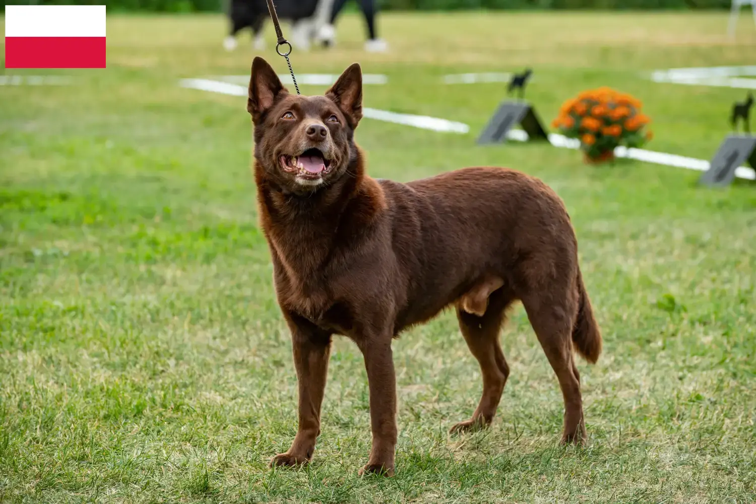 Australian Kelpie puppies and breeders Poland Find Australian Kelpies breeders in Poland here.