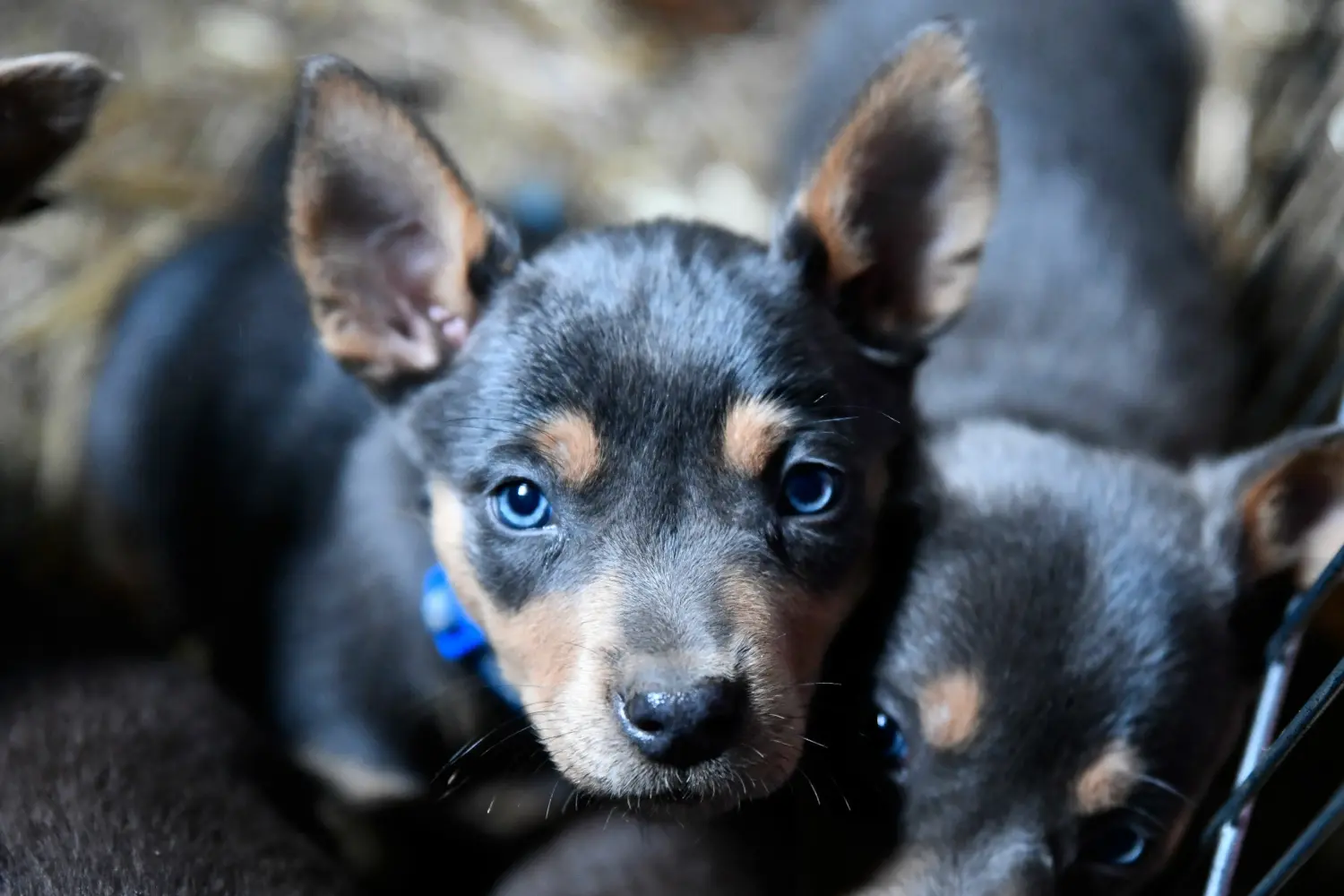 Buying an Australian Kelpie puppy means taking responsibility! Buy Australian Kelpie puppies.