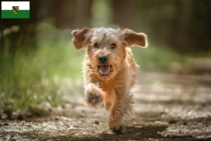 Read more about the article Basset fauve de Bretagne breeders and puppies in Saxony