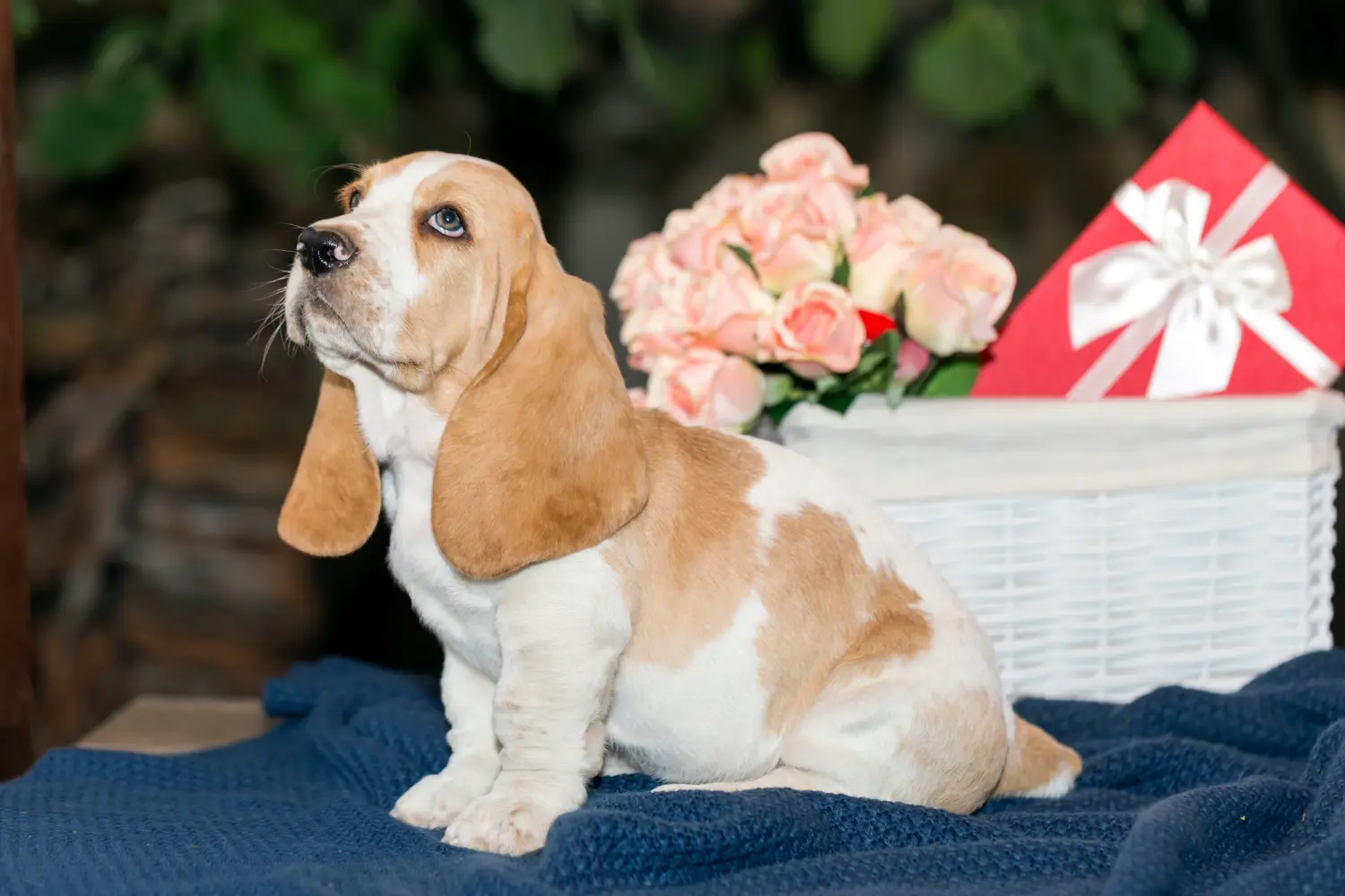 Buying a Basset Hound puppy means taking responsibility! Buy Basset Hound puppies.