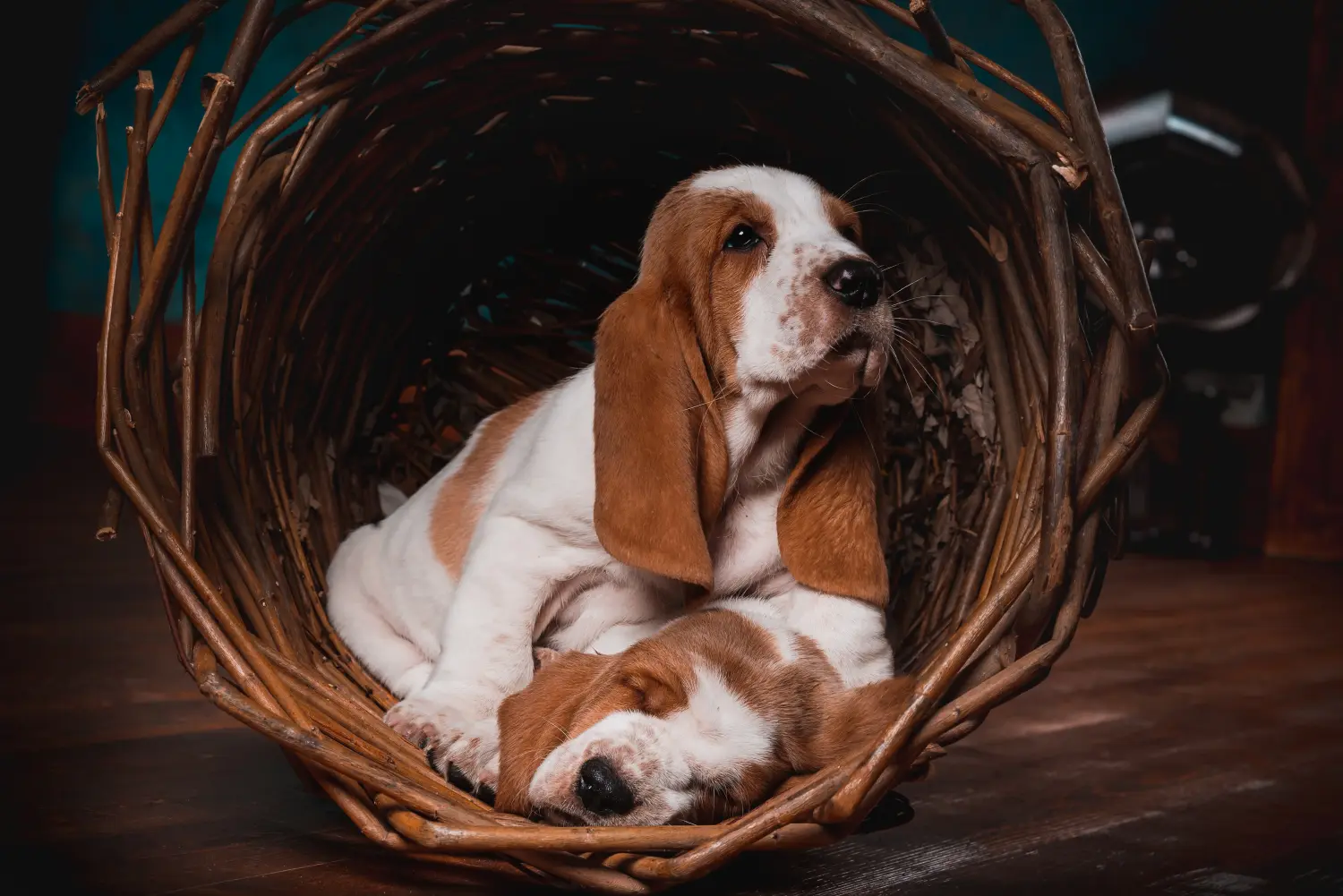 Buying a Basset Hound puppy means taking responsibility! Buy Basset Hound puppies.