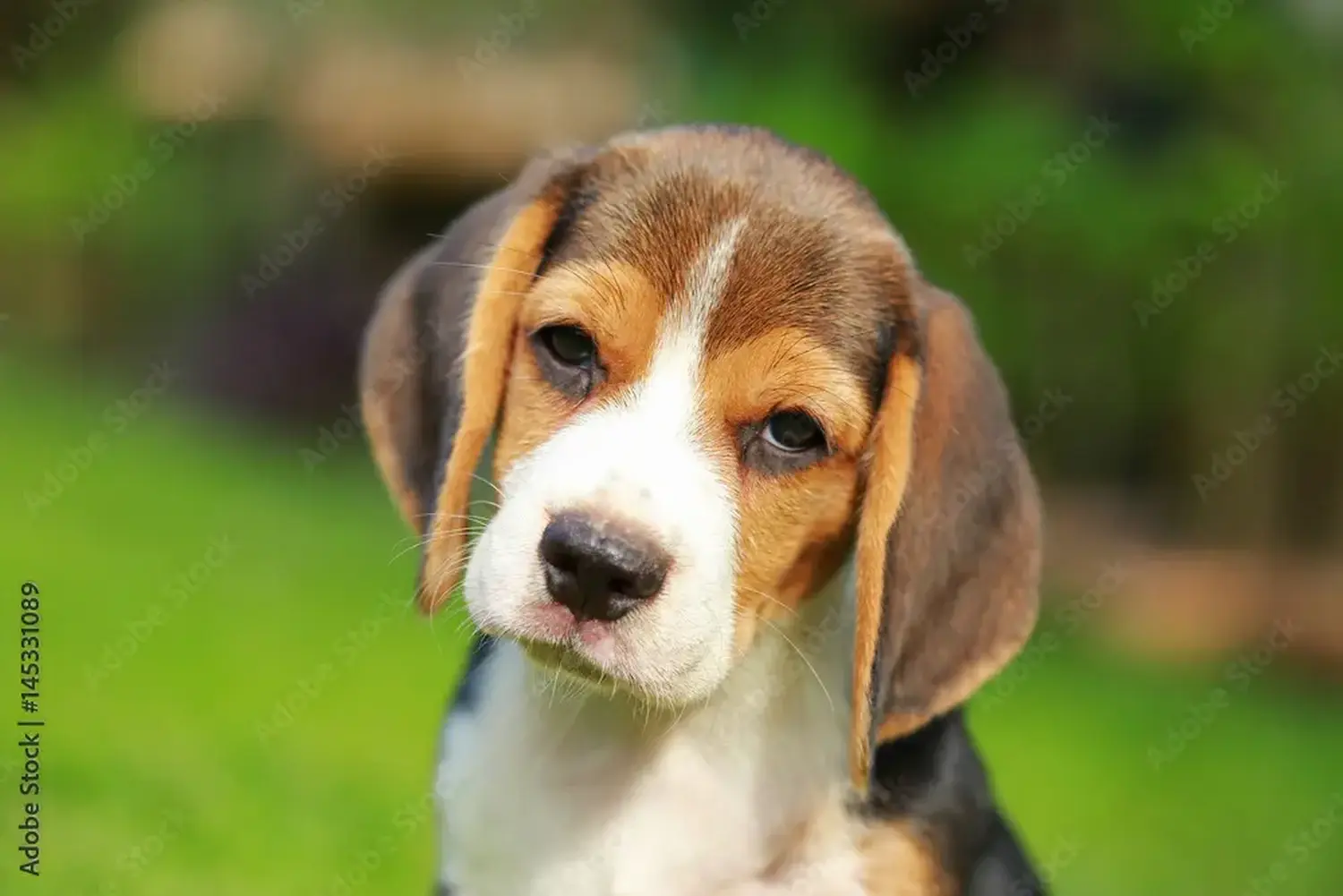 Buying a Beagle puppy means taking responsibility! Buy Beagle puppies.