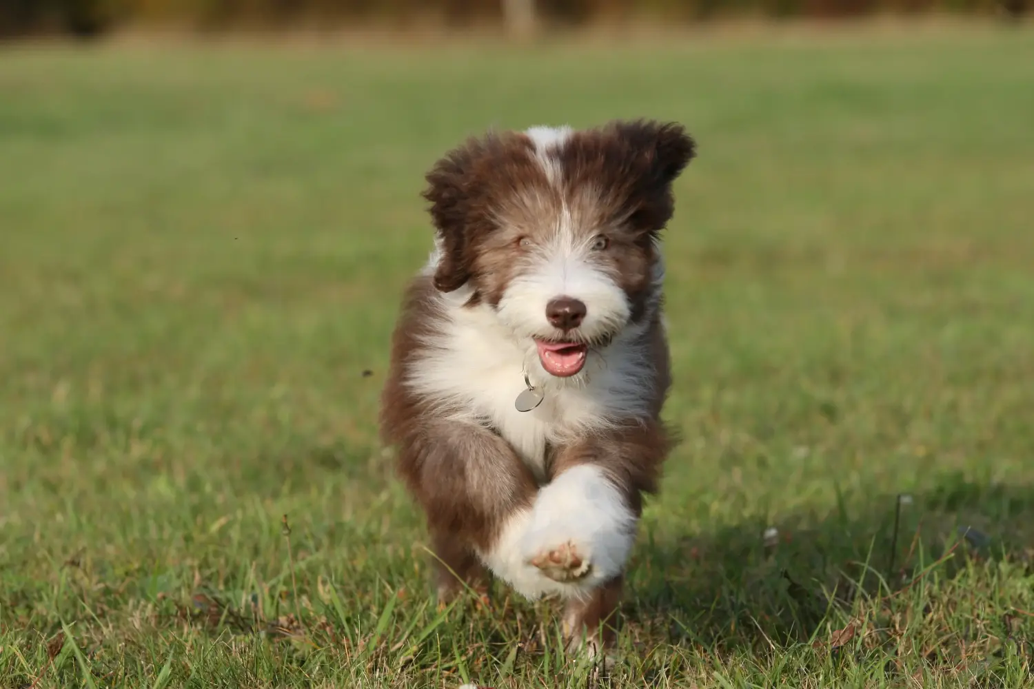 Buying a Bearded Collie puppy means taking responsibility! Buy Bearded Collie puppies.