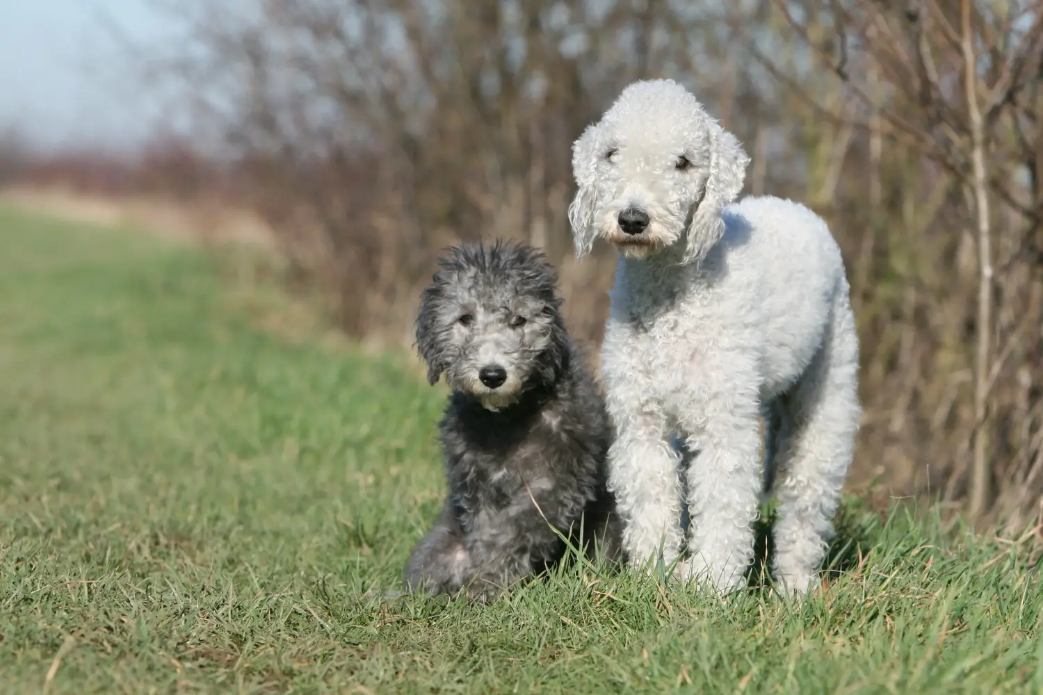 Buying a Bedlington Terrier puppy means taking responsibility! Buy Bedlington Terrier puppies.