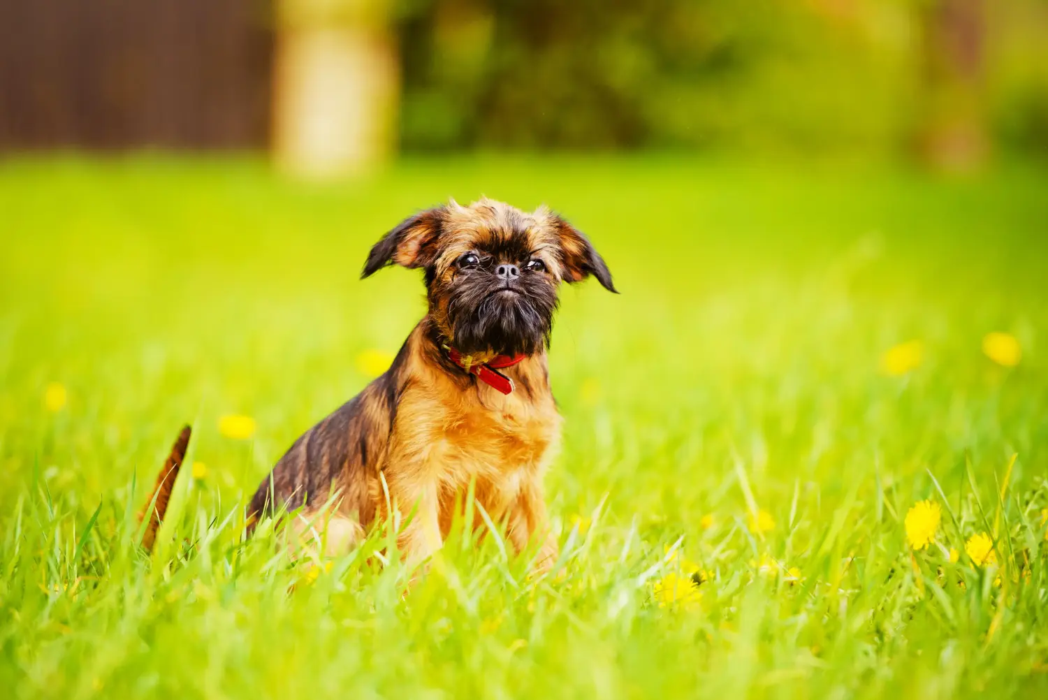 Buying a Belgian Dwarf Griffon puppy means taking responsibility! Buy Belgian Dwarf Griffon puppies.
