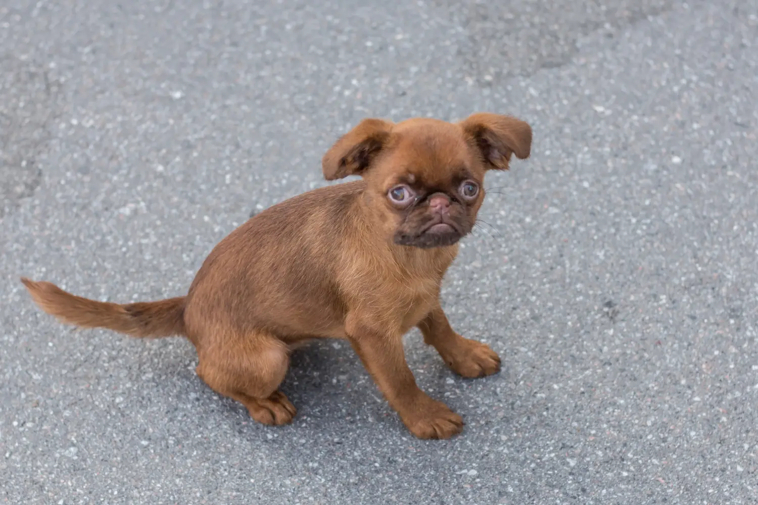 Buying a Belgian Dwarf Griffon puppy means taking responsibility! Buy Belgian Dwarf Griffon puppies.