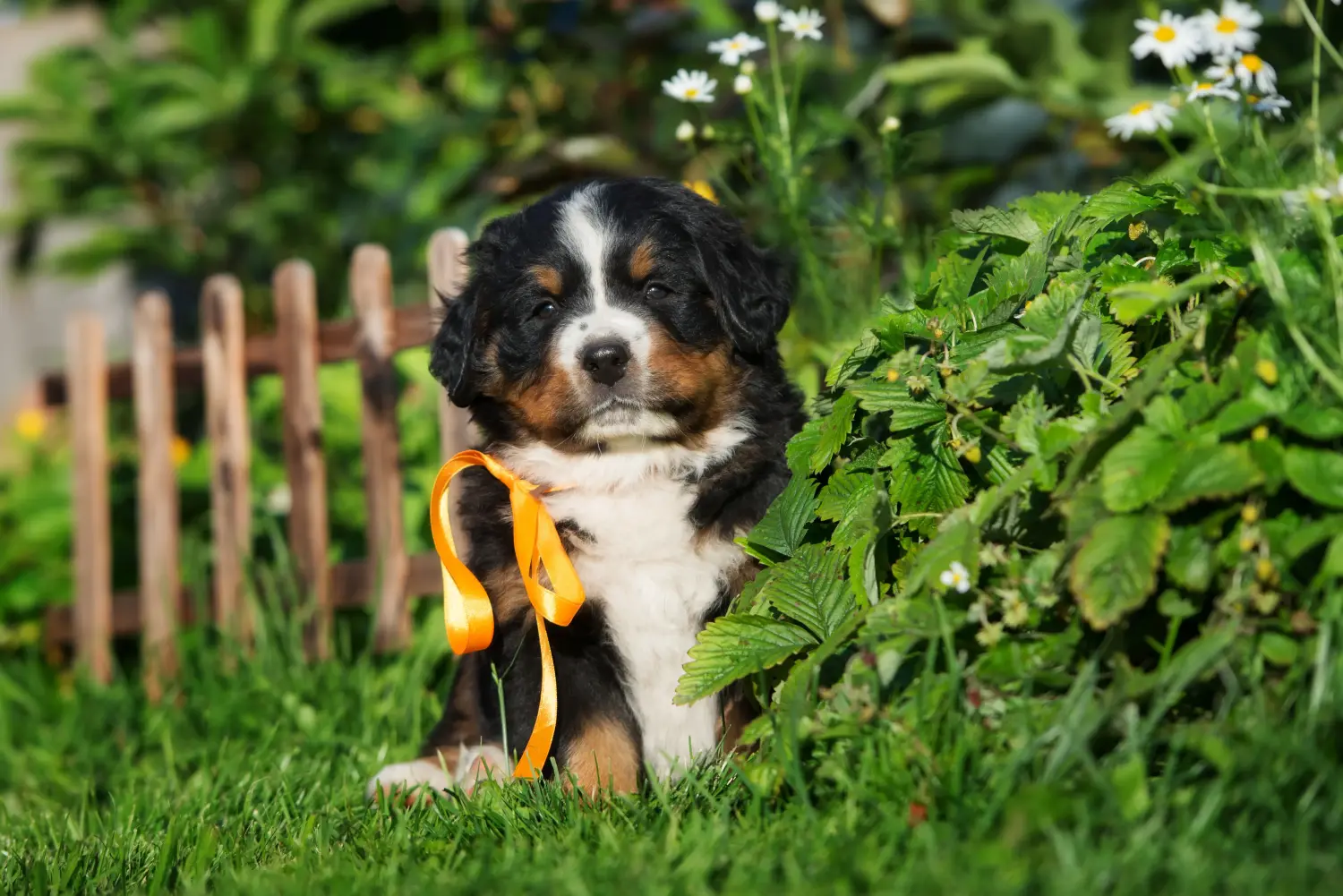 Buying a Bernese Mountain Dog puppy means taking responsibility! Buy Bernese Mountain Dog puppies.