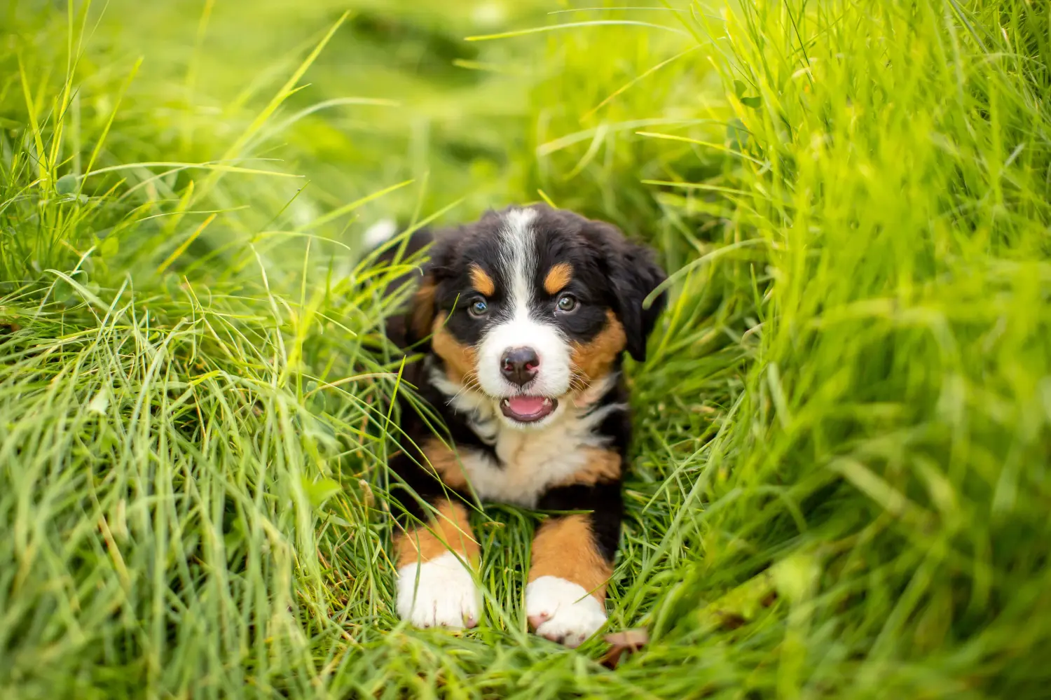 Buying a Bernese Mountain Dog puppy means taking responsibility! Buy Bernese Mountain Dog puppies.