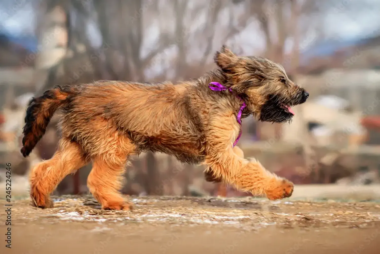 Buying a Briard puppy means taking responsibility! Buy Briard puppies.