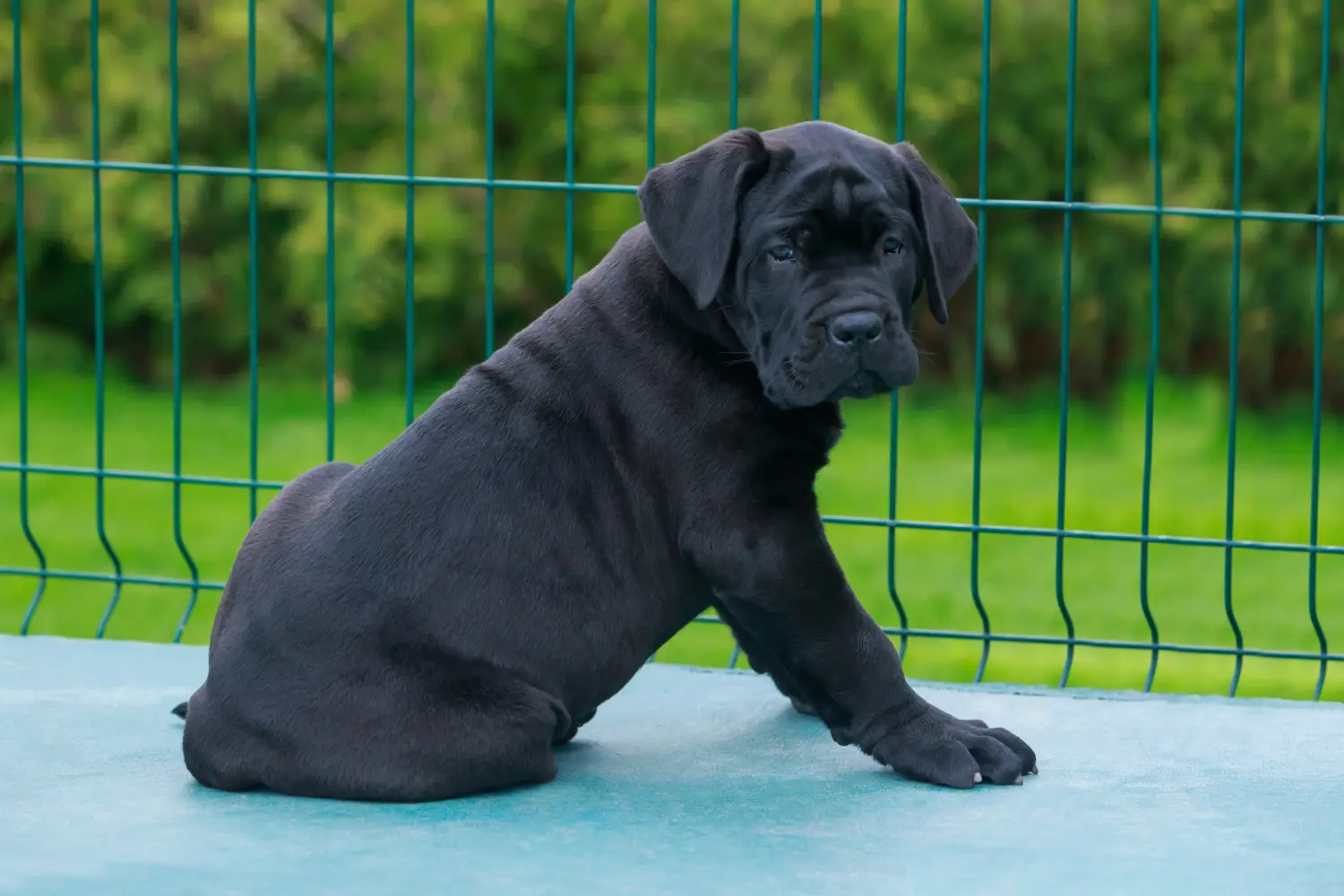 Buying a Cane Corso Italiano puppy means taking responsibility! Buy Cane Corso Italiano puppies.