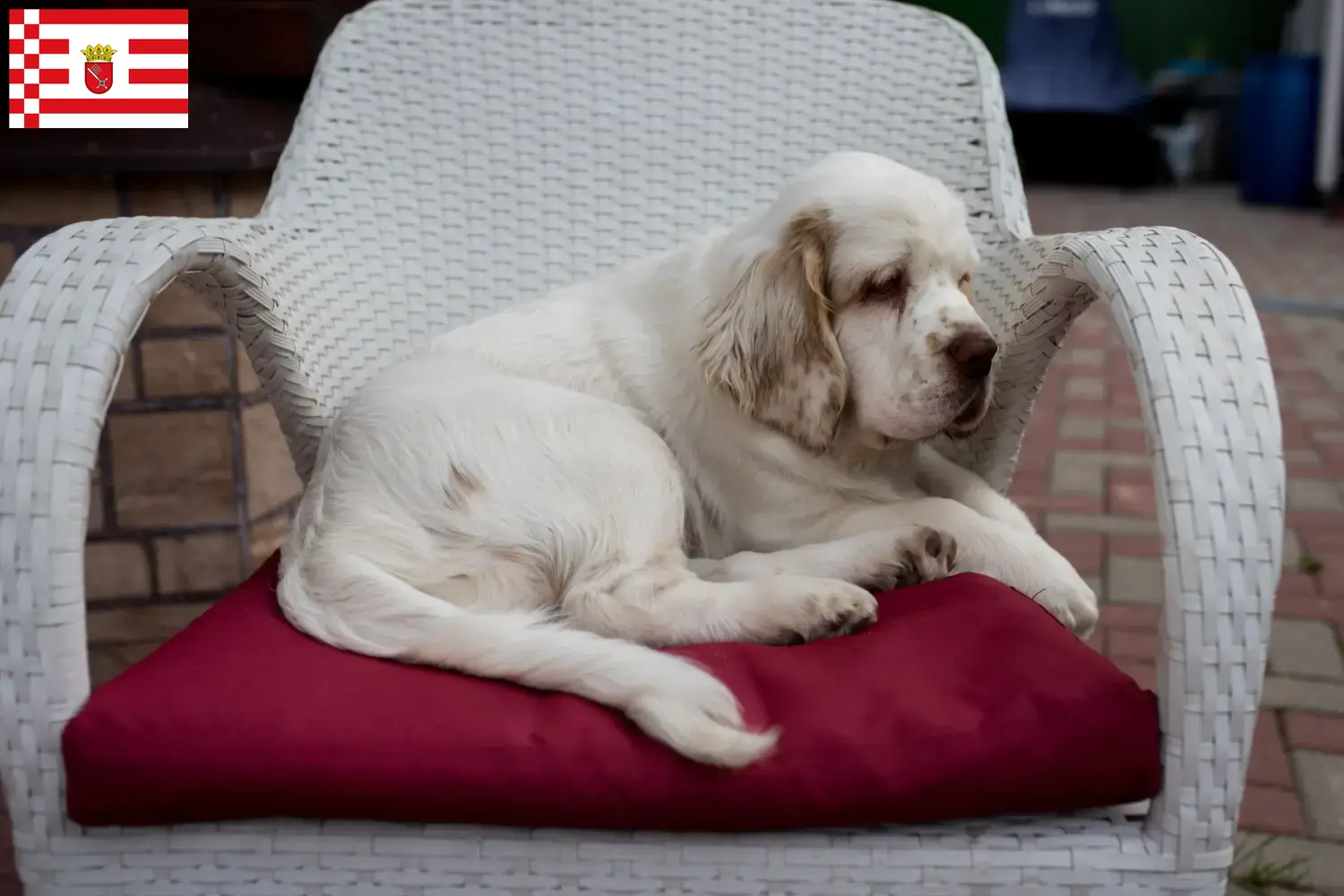 Clumber Spaniel puppies and breeders Bremen Find Clumber Spaniels breeders in Bremen here.