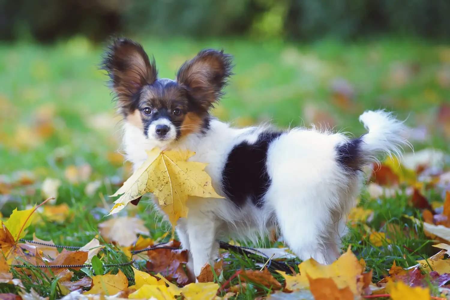 Buying a Continental Miniature Spaniel puppy means taking responsibility! Buy Continental Miniature Spaniel puppies.