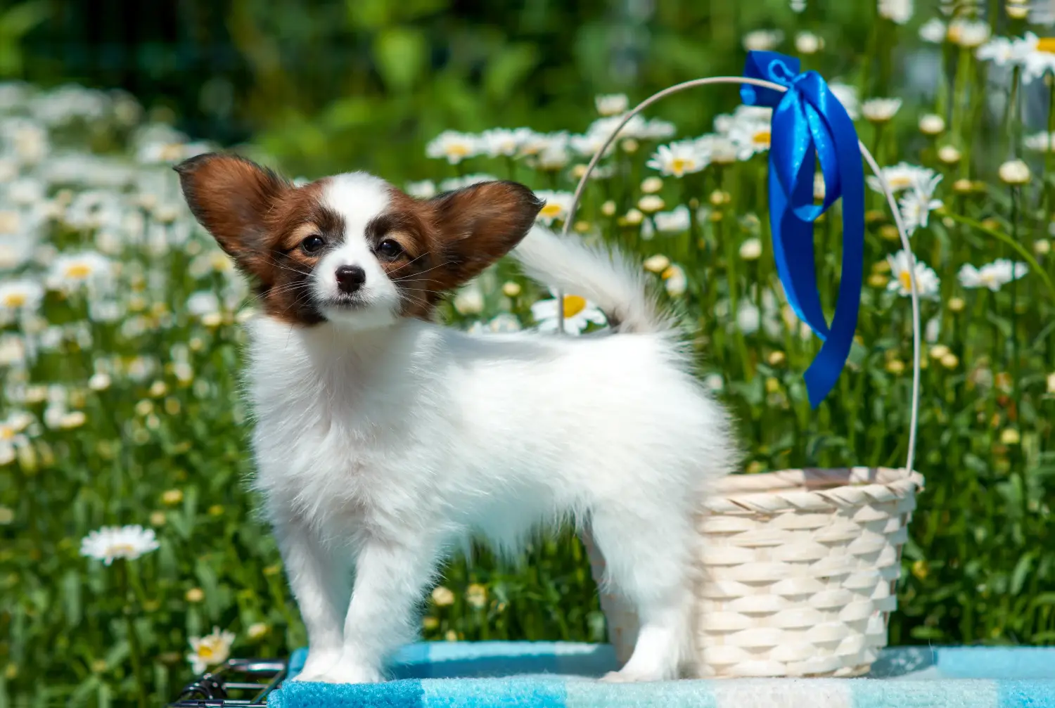 Buying a Continental Miniature Spaniel puppy means taking responsibility! Buy Continental Miniature Spaniel puppies.