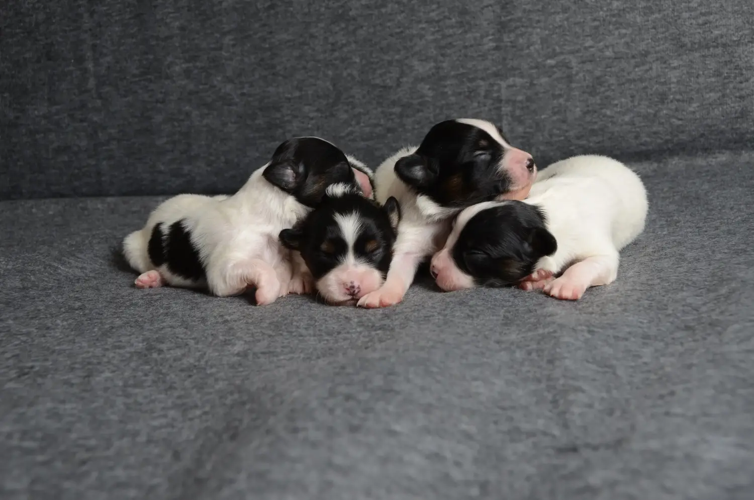 Buying a Continental Miniature Spaniel puppy means taking responsibility! Buy Continental Miniature Spaniel puppies.