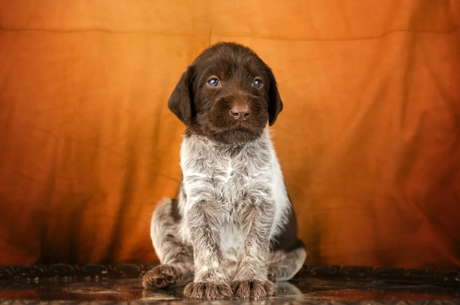 Buying a German Wirehair puppy means taking responsibility! Buy German Wirehaired puppies.