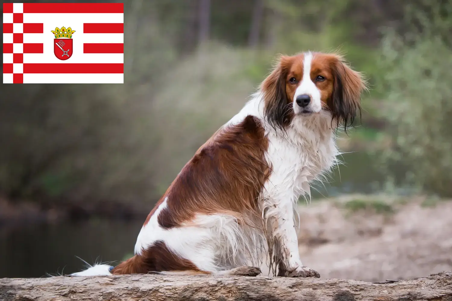 Dutch Kooikerhondje puppies and breeders Bremen Find Dutch Kooikerhondje breeders in Bremen here.