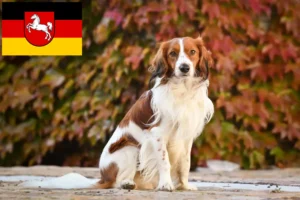 Read more about the article Dutch Kooikerhondje breeders and puppies in Lower Saxony