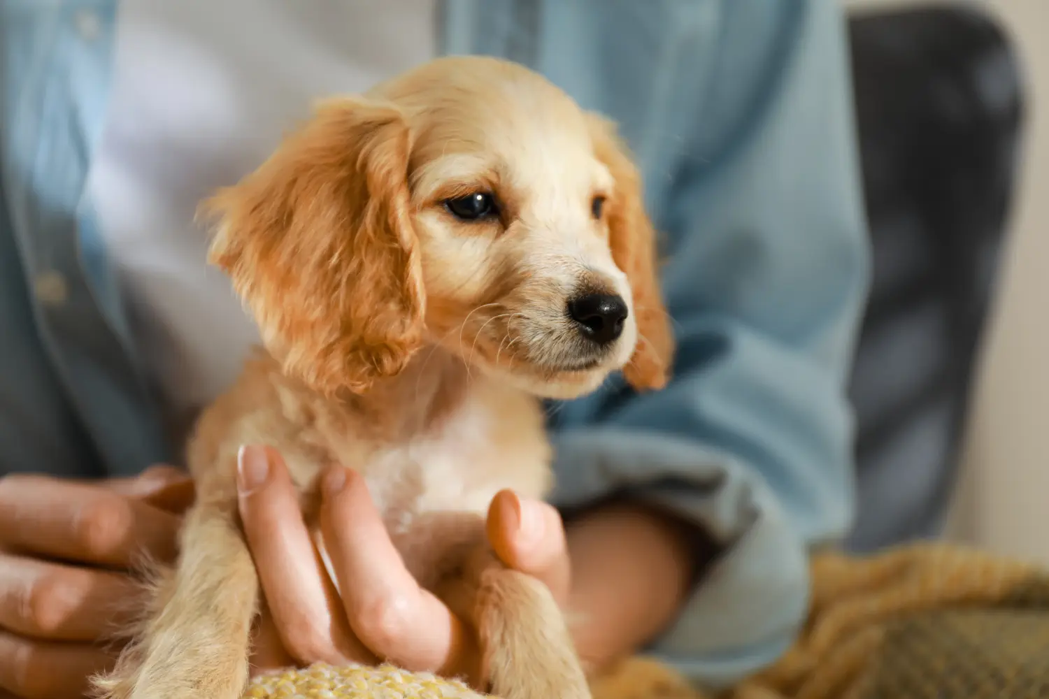 Buying an English Cocker Spaniel puppy means taking responsibility! Buy English Cocker Spaniel puppies.