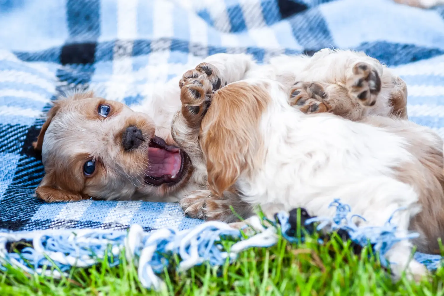 Buying an Epagneul Breton puppy means taking responsibility! Buy Epagneul Breton puppies.