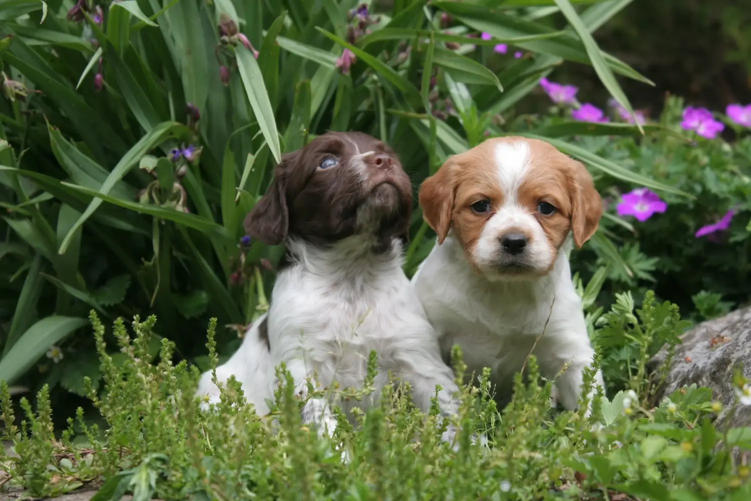 Buying an Epagneul Breton puppy means taking responsibility! Buy Epagneul Breton puppies.