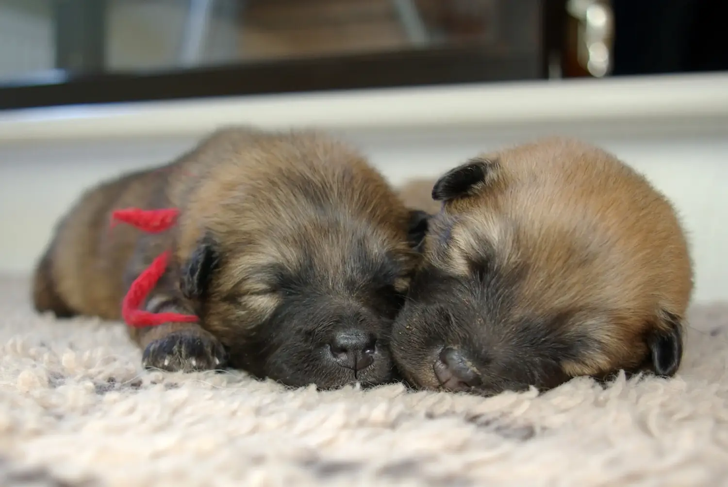 Buying a Eurasier puppy means taking responsibility! Buy Eurasier puppies.