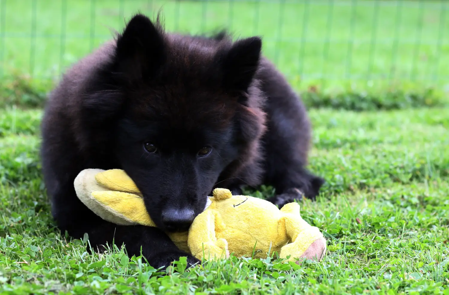 Buying a Eurasier puppy means taking responsibility! Buy Eurasier puppies.