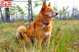 Read more about the article Finnenspitz breeder and puppies in Bremen